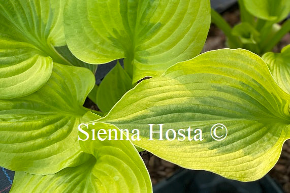 Summer Breeze, Hosta