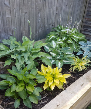 Organic and Eco-Friendly Hosta Care Practices