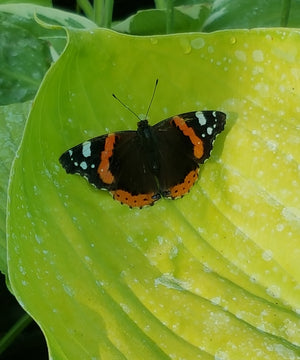 Hostas for Wildlife Gardens: Attracting Pollinators and Birds