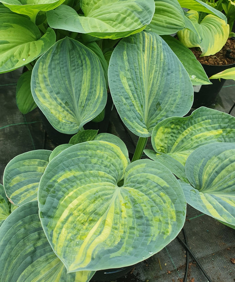 Streaked Hostas - Sienna Hosta