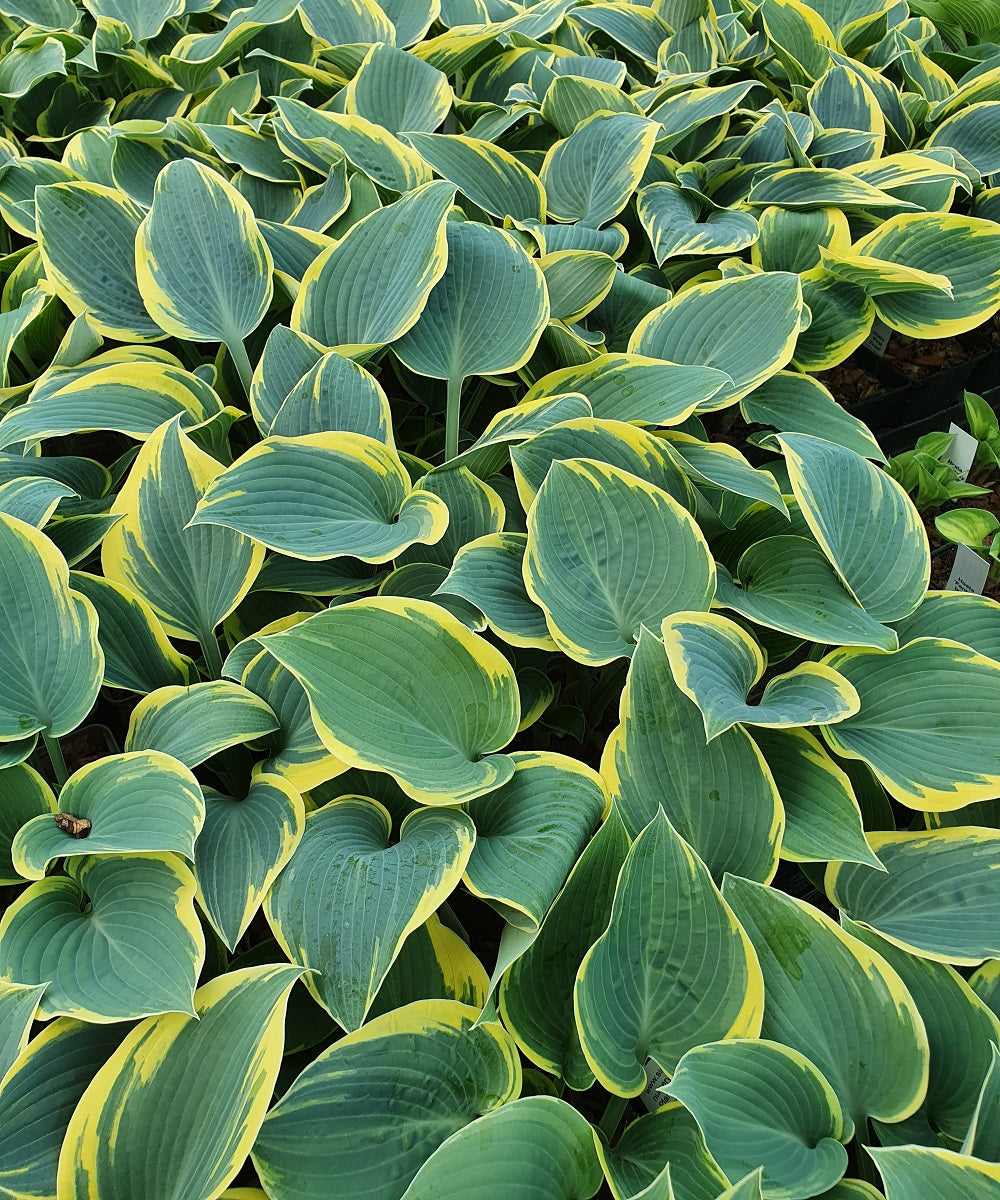 tardiana-varieties-why-are-they-so-popular-sienna-hosta