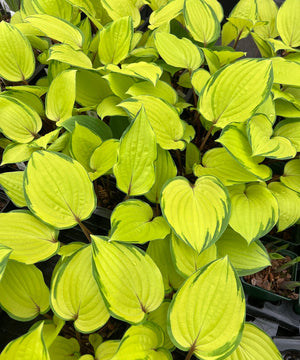 The Evolution of Hostas: From Wild Origins to Modern Hybrids