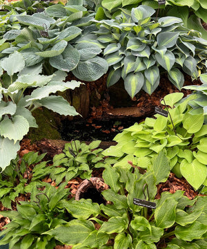 Hosta Garden