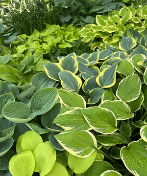 Hostas as Ground Cover