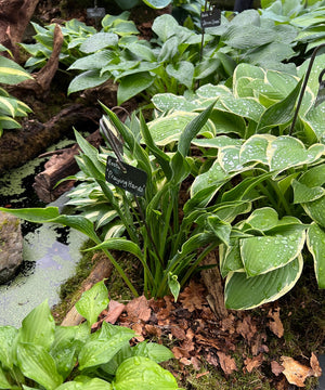 Hostas for Small Spaces or Containers: A Perfect Fit for Compact Gardens