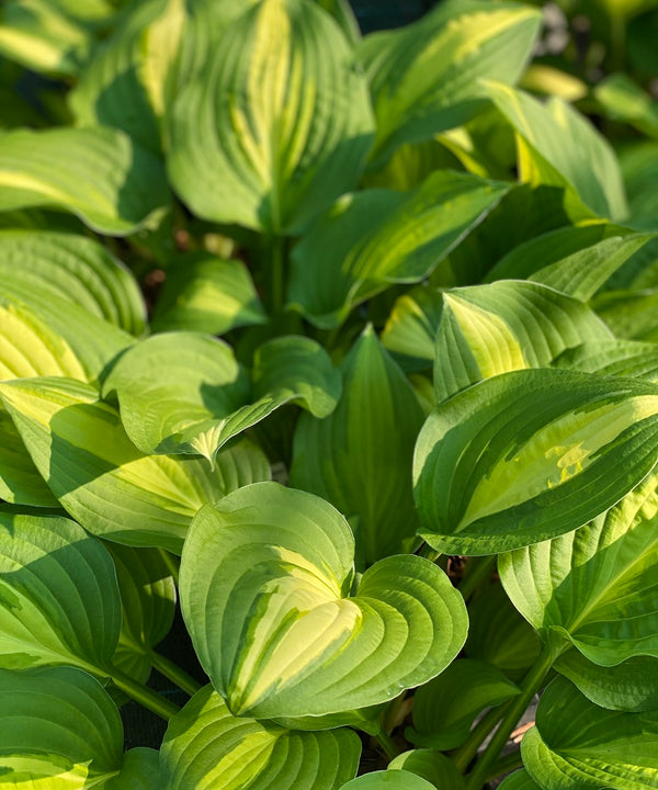 Easy Peasy Hostas - Sienna Hosta