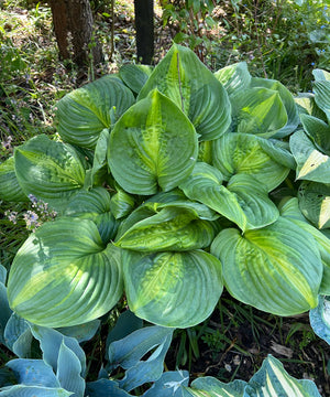 Deer-Resistant Hostas: How to Keep Wildlife Away