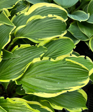 Vine Weevil and Hostas - How to Spot and Manage This Destructive Pest