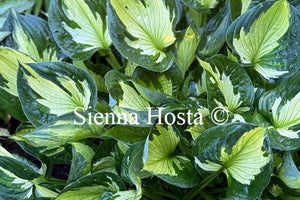 Hosta 'Whirlwind'