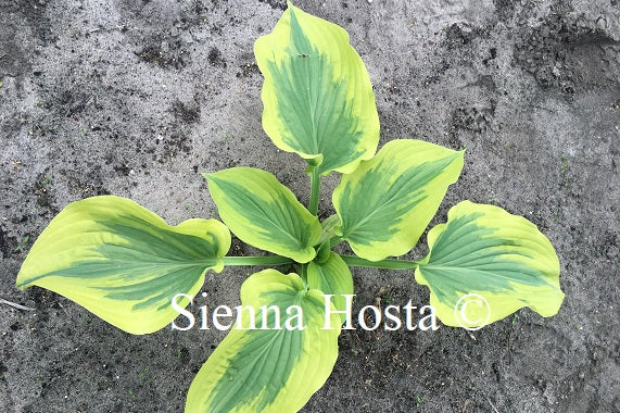 Hosta Baroness