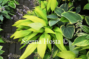 Hosta Chris' A lalalala long