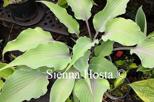 Hosta Chris' Blushing Neptune