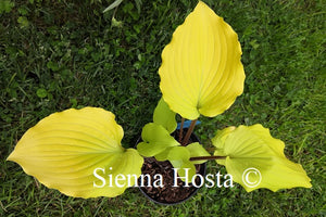 Hosta Chris' Tropical Sundown