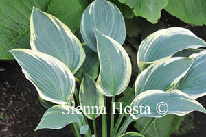 Hosta Cool Mistress