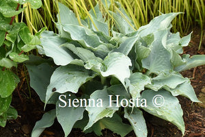 Hosta Dancing with Dragons