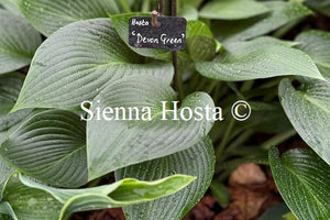 Hosta 'Devon Green'