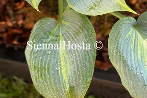 Hosta 'Dinner Jacket'