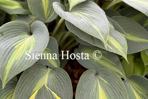 Hosta 'Dinner Jacket'