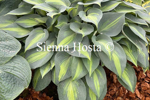 Hosta 'Dinner Jacket'