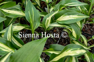 Hosta 'Dixie Chickadee'