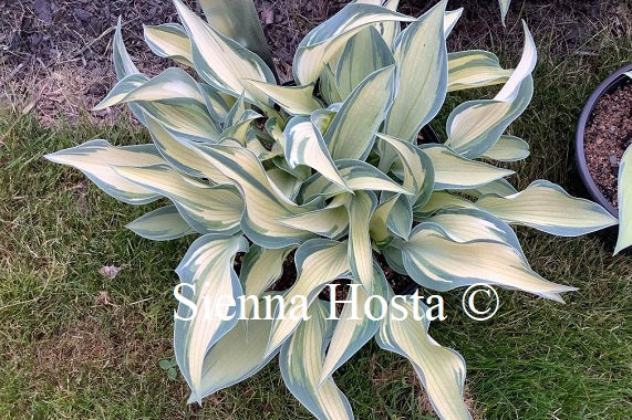 Hosta Finnish Beauty