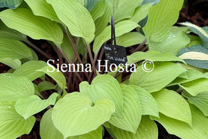 Hosta 'Fire Island'