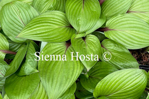 Hosta 'First Blush'