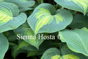 Hosta 'Forbidden Fruit'