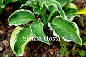 Hosta Funky Mouse