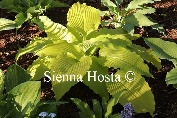 Hosta Golden Falls