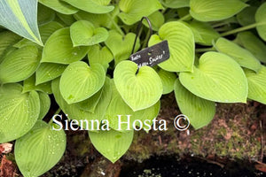 Hosta 'Golden Spider'