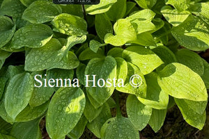 Hosta 'Golden Tiara'