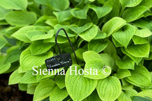 Hosta 'Golden Tiara'