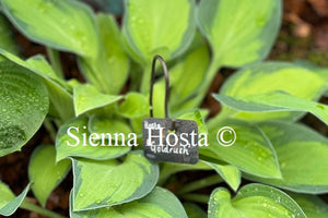 Hosta 'Goldrush'