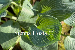 Hosta 'Hadspen Blue'