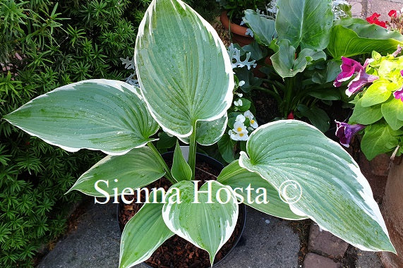 Hosta Handsome Devil