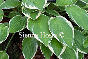 Hosta 'Hasta Manana'