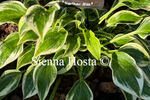 Hosta 'Heather Hill'