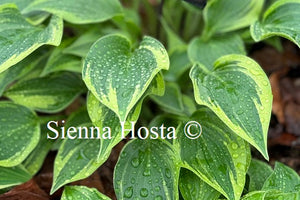 Hosta 'Heather Hill'