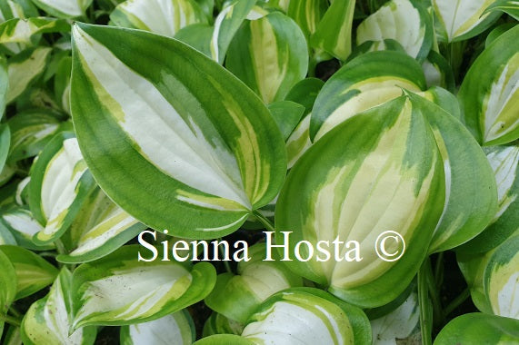 Hosta Heatwave Harmony