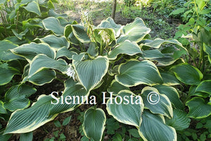 Hosta Hollywood Doppelganger