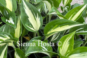 Hosta Sting