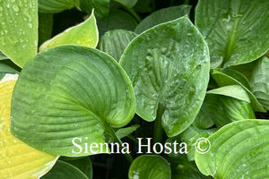 Hosta Java