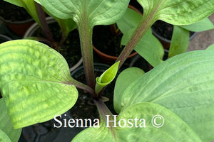 Hosta Rhubarb and Lime Red Stem 