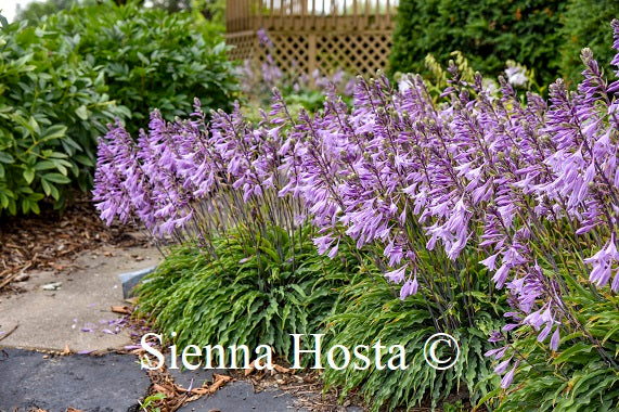 Hosta Silly String