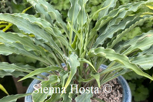 Hosta Silly String