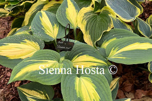 Hosta Smash Hit