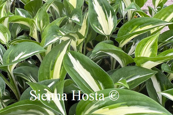 Hosta Sting