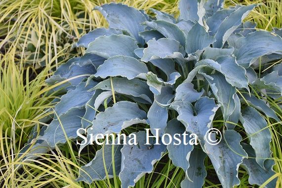 Hosta Tears In Heaven