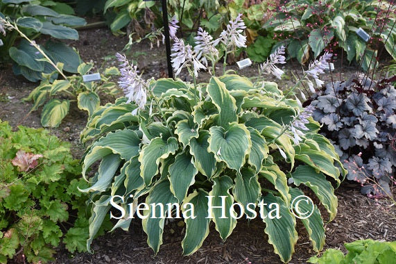 Hosta Voices In The Wind